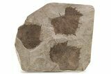 Multiple Fossil Sycamore Leaf (Platanus) Plate - Nebraska #262318-1